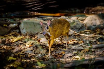 Kleinkantschil - Hirschferkel (W) / Lesser Mouse-deer - Kanchil