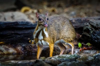 Kleinkantschil - Hirschferkel (W) / Lesser Mouse-deer - Kanchil