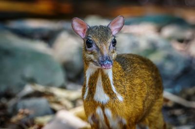 Kleinkantschil - Hirschferkel (W) / Lesser Mouse-deer - Kanchil