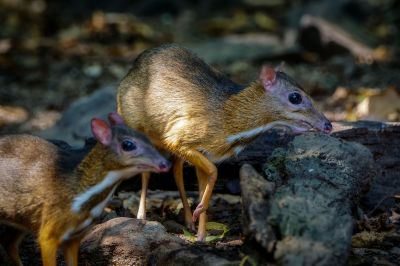 Kleinkantschil - Hirschferkel (M&W) / Lesser Mouse-deer - Kanchil