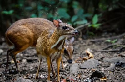 Kleinkantschil - Hirschferkel (M&W) / Lesser Mouse-deer - Kanchil