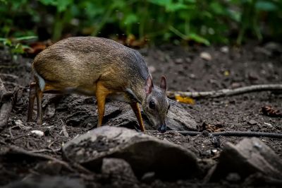 Kleinkantschil - Hirschferkel (M) / Lesser Mouse-deer - Kanchil