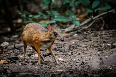 Kleinkantschil - Hirschferkel (J) / Lesser Mouse-deer - Kanchil