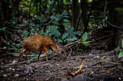 Kleinkantschil - Hirschferkel (J) / Lesser Mouse-deer - Kanchil