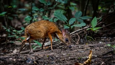 Kleinkantschil - Hirschferkel (J) / Lesser Mouse-deer - Kanchil