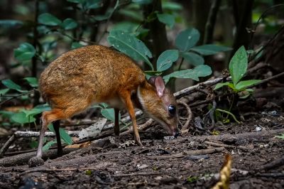 Kleinkantschil - Hirschferkel (J) / Lesser Mouse-deer - Kanchil