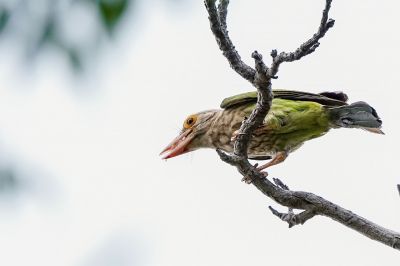 Streifenbartvogel / Lineated Barbet