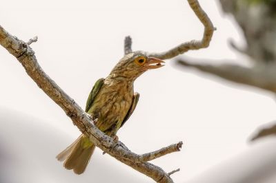 Streifenbartvogel / Lineated Barbet