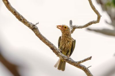 Streifenbartvogel / Lineated Barbet