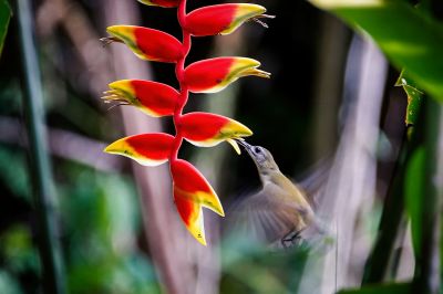 Weißkehl-Spinnenjäger / Little Spiderhunter