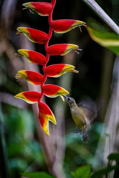 Weißkehl-Spinnenjäger / Little Spiderhunter