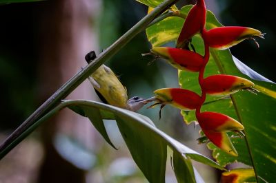 Weißkehl-Spinnenjäger / Little Spiderhunter