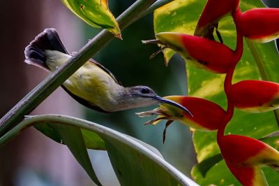 Weißkehl-Spinnenjäger / Little Spiderhunter