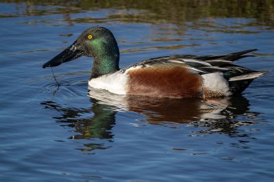 Löffelente (M) / Northern Shoveler