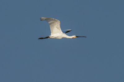 Löffler - Löffelreiher / Eurasian Spoonbill