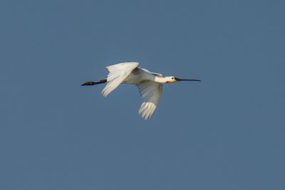 Löffler - Löffelreiher / Eurasian Spoonbill