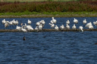 Löffler - Löffelreiher / Eurasian Spoonbill