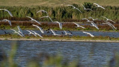 Löffler - Löffelreiher / Eurasian Spoonbill