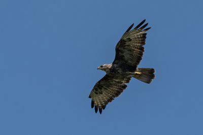 Mäusebussard / Common Buzzard