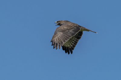 Mäusebussard / Common Buzzard