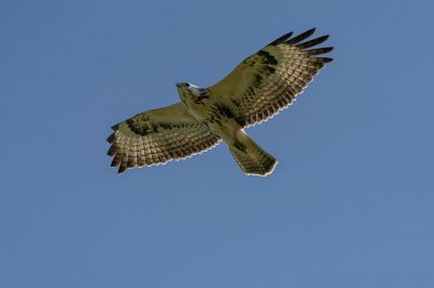 Mäusebussard (heller Morph) / Common Buzzard