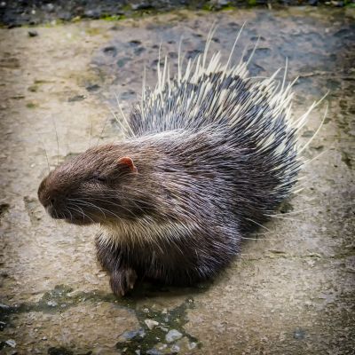 Malaiisches Stachelschwein / Malayen Porcupine