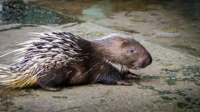 Malaiisches Stachelschwein / Malayan Porcupine - Himalayan porcupine