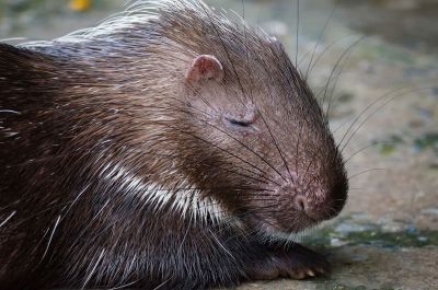 Malaiisches Stachelschwein / Malayan Porcupine - Himalayan porcupine