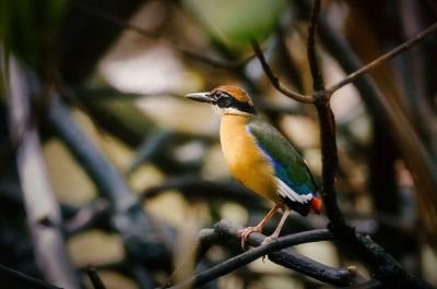 Große Blauflügelpitta / Mangrove Pitta