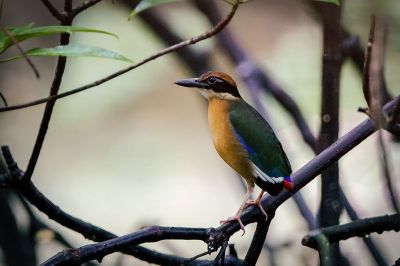 Große Blauflügelpitta / NEAR THREATENED