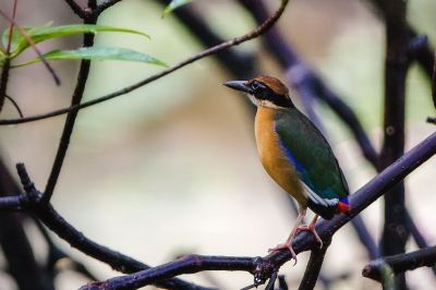 Große Blauflügelpitta / Mangrove Pitta