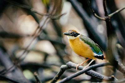 Große Blauflügelpitta / Mangrove Pitta