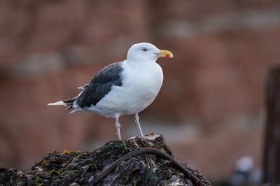 Mantelmöwe / Great Black Backed Gull