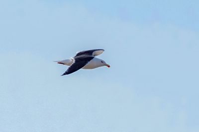 Mantelmöwe / Great Black-backed Gull - Greater Black-backed Gull
