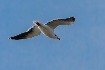 Mantelmöwe / Great Black-backed Gull - Greater Black-backed Gull