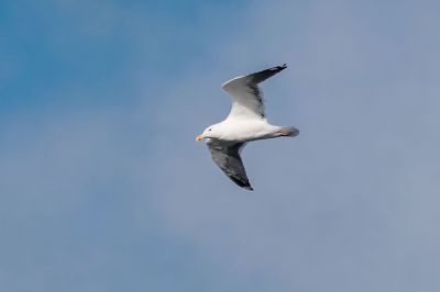 Mantelmöwe / Great Black-backed Gull - Greater Black-backed Gull