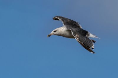 Mantelmöwe / Great Black Backed Gull