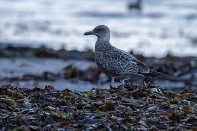 Mantelmöwe (Juv) / Great Black Backed Gull