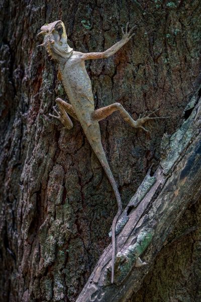 Masken-Nackenstachler / Masked Spiny Lizard - Boulenger's pricklenape - Masked horned tree lizard