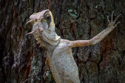 Masken-Nackenstachler / Masked Spiny Lizard - Boulenger's pricklenape - Masked horned tree lizard