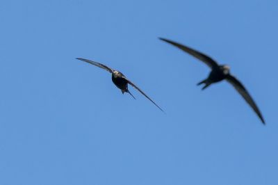 Mauersegler / Common Swift