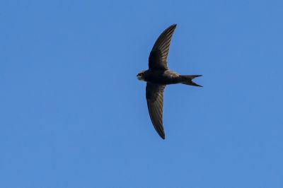 Mauersegler / Common Swift