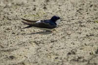 Mehlschwalbe / House Martin - Northern House Martin - Common House Martin