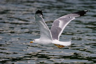 Mittelmeermöwe / Yellow-legged Gull