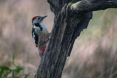 Mittelspecht / Middle Spotted Woodpecker