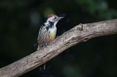 Mittelspecht / Middle Spotted Woodpecker