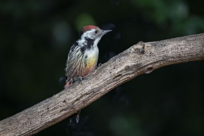 Mittelspecht / Middle Spotted Woodpecker