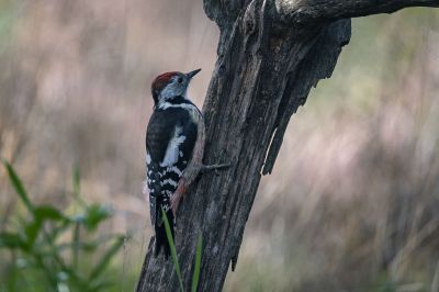 Mittespecht / Middle Spotted Woodpecker