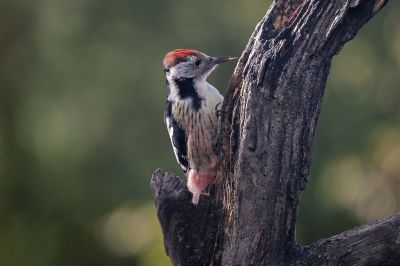 Mittespecht / Middle Spotted Woodpecker