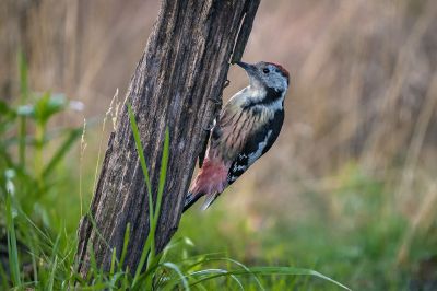 Mittespecht / Middle Spotted Woodpecker